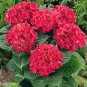 Hydrangea Bonsai Paniculata 'Vanilla Fraise 100 Seeds