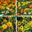 Daisy Light Yellow Perennial Flower 400 Seeds