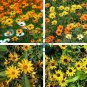 Daisy Light Yellow Perennial Flower 400 Seeds