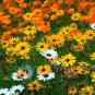 Daisy Light Yellow Perennial Flower 400 Seeds
