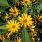 Daisy Light Yellow Perennial Flower 400 Seeds