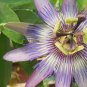 Passiflora actinia Flower 60 Seeds
