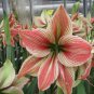 Exotic Amaryllis 100 Seeds