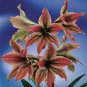 Exotic Amaryllis 100 Seeds