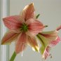 Exotic Amaryllis 100 Seeds