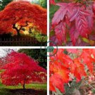 Flame Amur Maple with Bright Red Leaves 40 Seeds