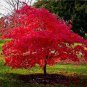 Flame Amur Maple with Bright Red Leaves 40 Seeds