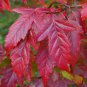 Flame Amur Maple with Bright Red Leaves 40 Seeds