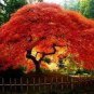 Flame Amur Maple with Bright Red Leaves 40 Seeds