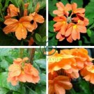 Rare Crossandra Infundibuliformis Grow lings 200 Seeds
