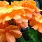 Rare Crossandra Infundibuliformis Grow lings 200 Seeds