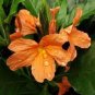 Rare Crossandra Infundibuliformis Grow lings 200 Seeds