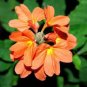 Rare Crossandra Infundibuliformis Grow lings 200 Seeds
