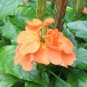 Rare Crossandra Infundibuliformis Grow lings 200 Seeds