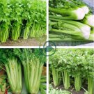 Tall Utah Celery Apium Graveolens Vegetable 80 Seeds