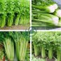 Tall Utah Celery Apium Graveolens Vegetable 80 Seeds