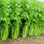 Tall Utah Celery Apium Graveolens Vegetable 80 Seeds