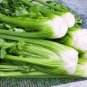 Tall Utah Celery Apium Graveolens Vegetable 80 Seeds