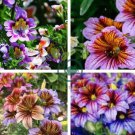 Schizanthus Pinnatus Salpiglossia Sinuata 60 Seeds