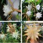 Epiphyllum Anguliger Fishbone Succulent Zig Zag Cactus 200 Seeds
