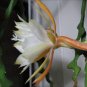 Epiphyllum Anguliger Fishbone Succulent Zig Zag Cactus 200 Seeds