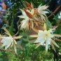 Epiphyllum Anguliger Fishbone Succulent Zig Zag Cactus 200 Seeds