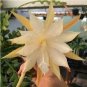 Epiphyllum Anguliger Fishbone Succulent Zig Zag Cactus 200 Seeds