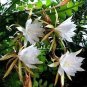 Epiphyllum Anguliger Fishbone Succulent Zig Zag Cactus 200 Seeds