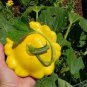 Mix Scalloped Patty Pan UFO Squash 16 Seeds