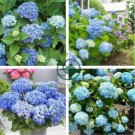 Chinese Colors Hydrangea Real Perennial Flower 40 Seeds