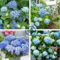 Chinese Colors Hydrangea Real Perennial Flower 40 Seeds