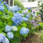 Chinese Colors Hydrangea Real Perennial Flower 40 Seeds