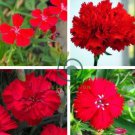 Rare Hardy Perennial Dianthus 'Crimson Rim' Carnation Flower 100 Seeds