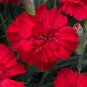 Rare Hardy Perennial Dianthus 'Crimson Rim' Carnation Flower 100 Seeds