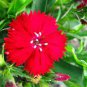Rare Hardy Perennial Dianthus 'Crimson Rim' Carnation Flower 100 Seeds