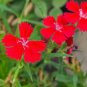 Rare Hardy Perennial Dianthus 'Crimson Rim' Carnation Flower 100 Seeds