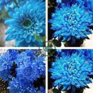 Rare Blue Chrysanthemum Mosquito Repelling Flower 40 Seeds