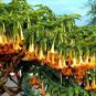 Mix Datura Flower Datura 200 Seeds