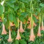 Mix Datura Flower Datura 200 Seeds