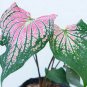 Thailand Caladium Bicolor 200 Seeds