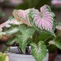 Thailand Caladium Bicolor 200 Seeds