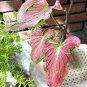 Thailand Caladium Bicolor 200 Seeds