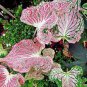 Thailand Caladium Bicolor 200 Seeds