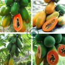 Dwarf Sweet Papaya 40 Seeds