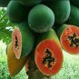 Dwarf Sweet Papaya 40 Seeds