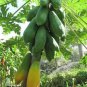 Dwarf Sweet Papaya 40 Seeds