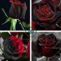 Super Black Rose with Red Edge 100 Seeds