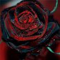 Super Black Rose with Red Edge 100 Seeds