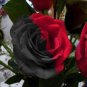 Super Black Rose with Red Edge 100 Seeds