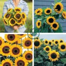Sunbeam F1 Hybrid Ornamental Sunflower 30 Seeds
